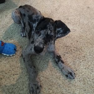 Meet your Posher, Martha